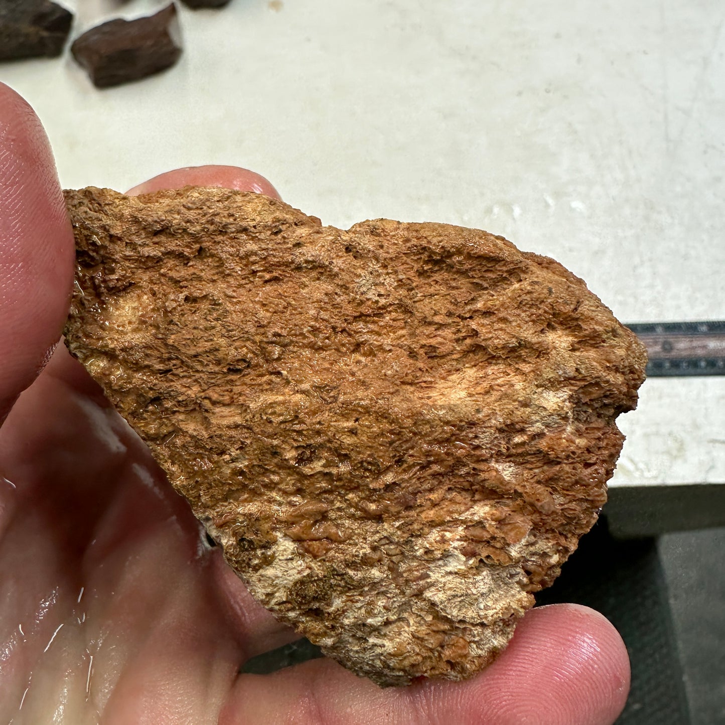 GEMBONE Dinosaur Bone Faced Rough - 10.0 ounces